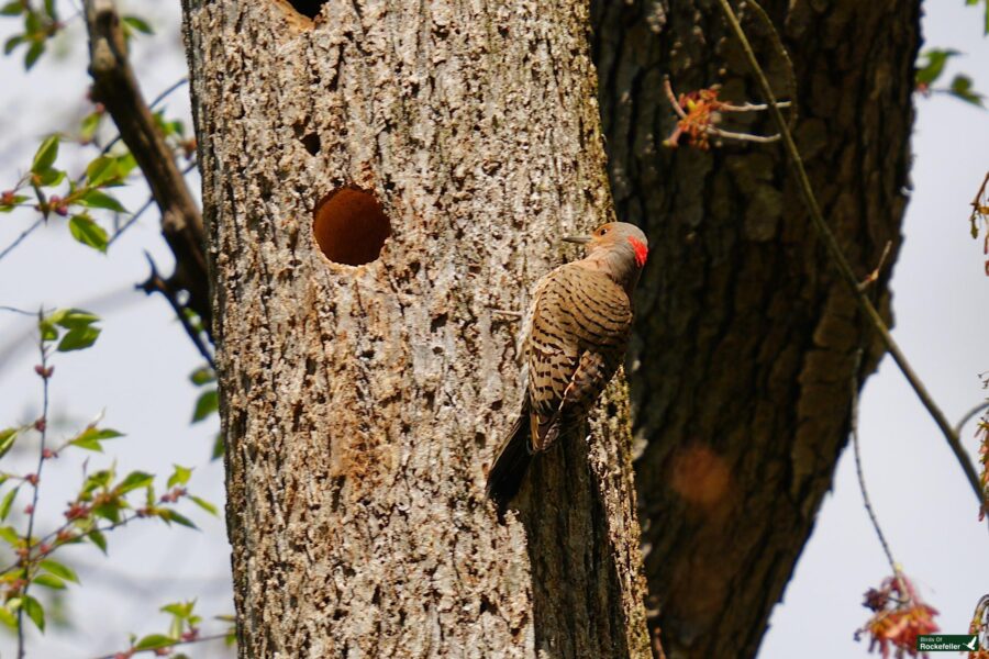 A northern flicker woodpecker perched beside a round hole in a textured tree trunk, surrounded by spring foliage.