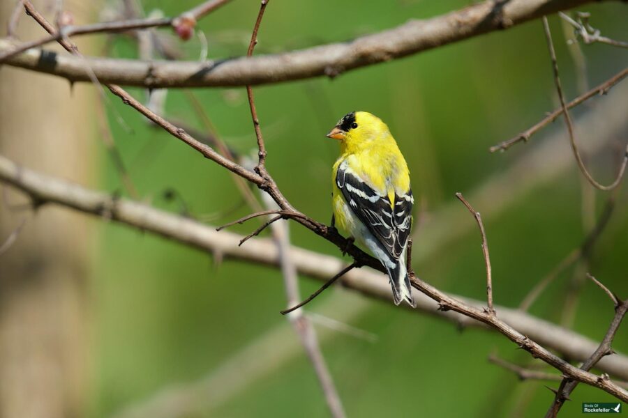 A vibrant yellow and black american goldfinch perched on a bare branch, with a soft green background.
