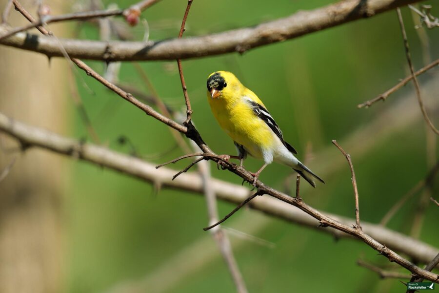 A male american goldfinch perched on a thorny branch with green background.