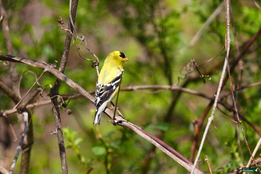 A vibrant yellow and black american goldfinch perched on a bare branch amidst greenery.
