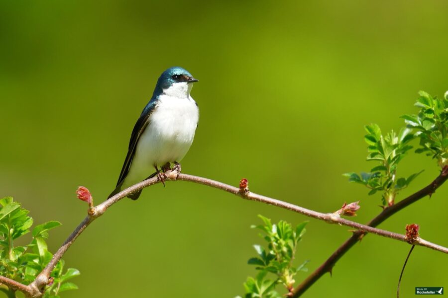 A tree swallow perched on a thin branch against a vibrant green background.