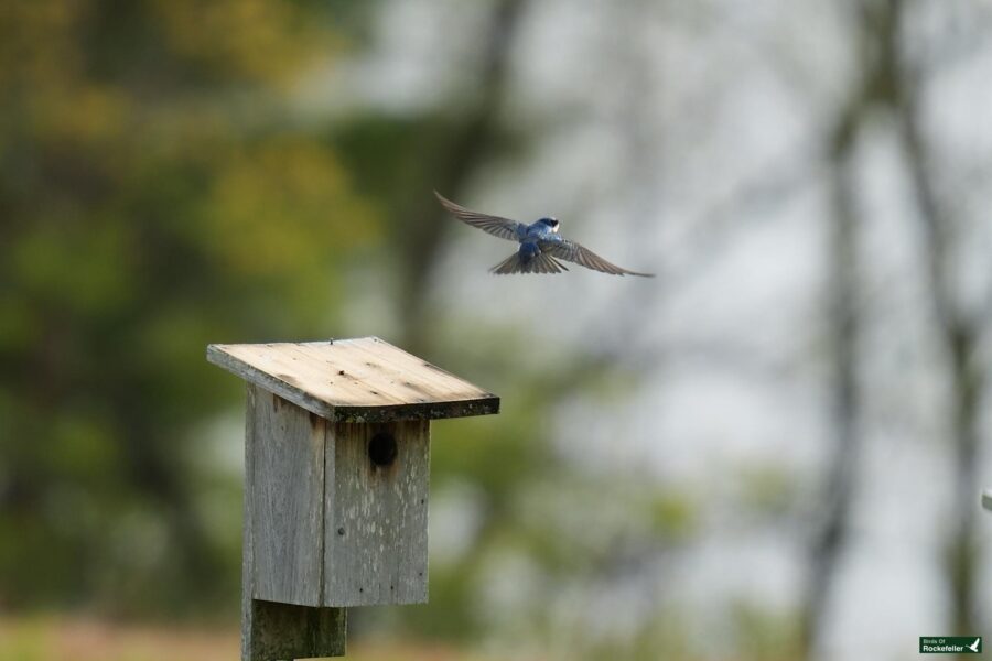 A bluebird in flight approaching a wooden birdhouse with a blurred green and yellow background.