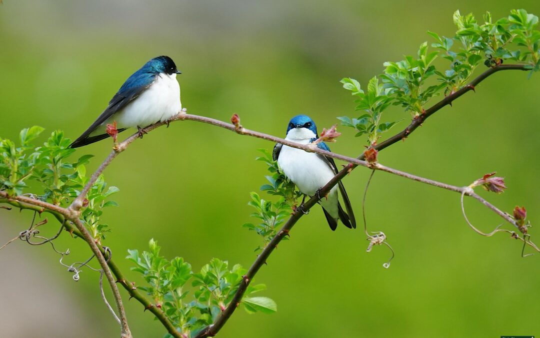 Tree Swallow – Rockefeller State Park Preserve