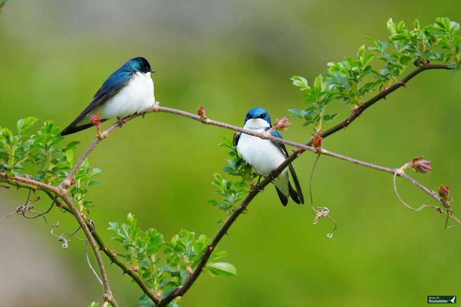 Two tree swallows perched on a leafy branch, with one facing forward and the other to the side, against a soft green background.