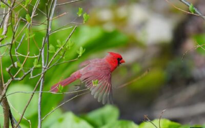 Northern Cardinal – Rockefeller State Park Preserve