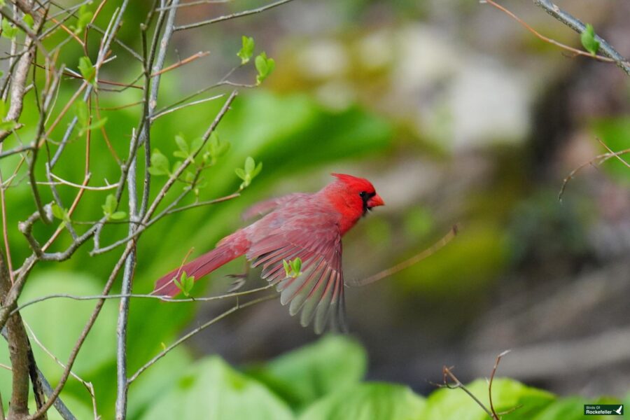 A bright red cardinal in mid-flight, wings spread, amidst green budding branches.