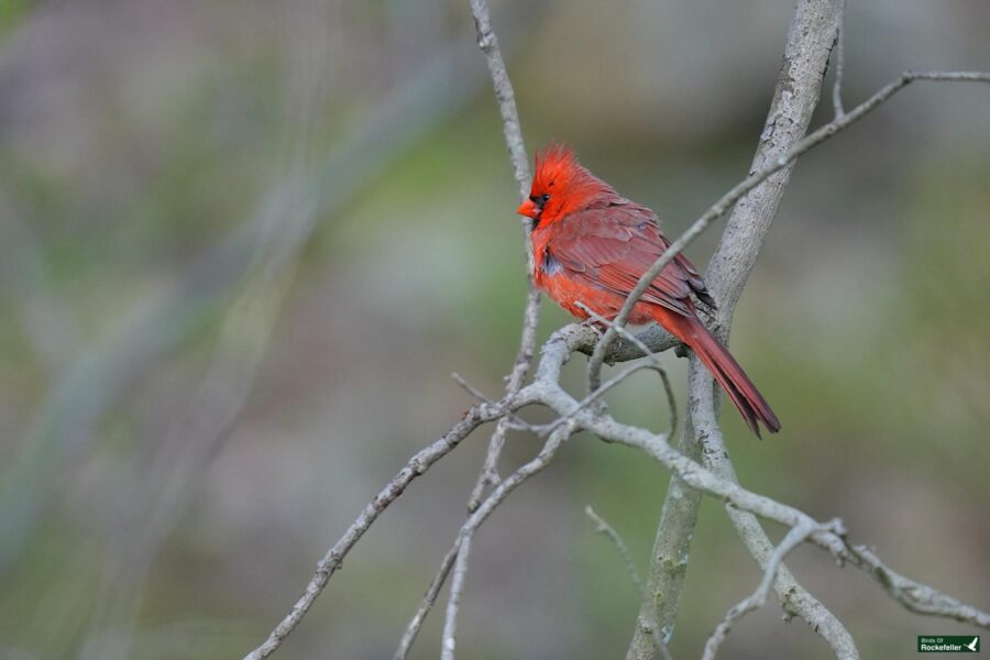 A male northern cardinal with bright red plumage perched on a bare branch against a blurred green background.