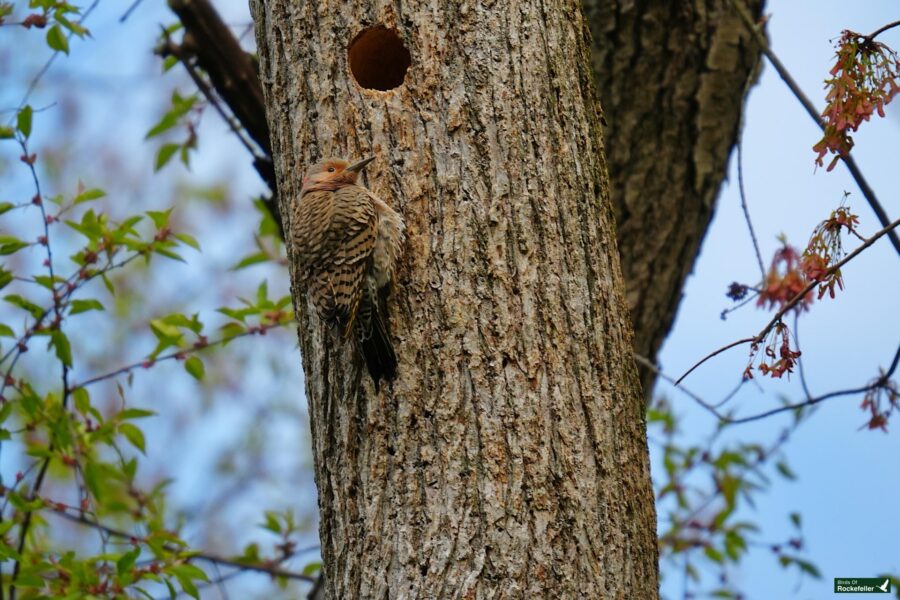 A northern flicker woodpecker perched on a tree trunk with a visible nesting hole, surrounded by spring foliage.