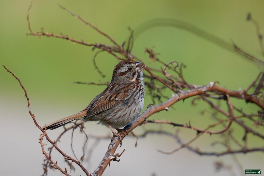 Brown and white sparrow perched on a leafless branch with a soft green background.