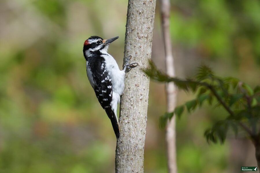 A downy woodpecker clings to a slender tree trunk in a lush, green forest.