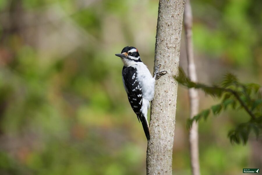 A hairy woodpecker clinging to a tree trunk in a lush, green forest.