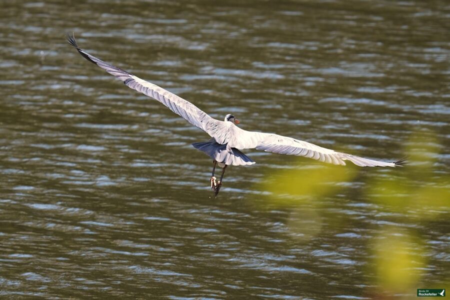 A grey heron flying low over water with its wings fully extended.