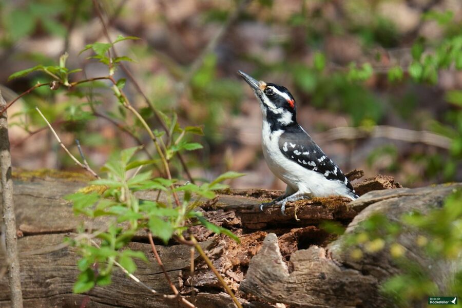 A downy woodpecker perched on a decaying log among spring foliage, looking upwards with its beak slightly open.