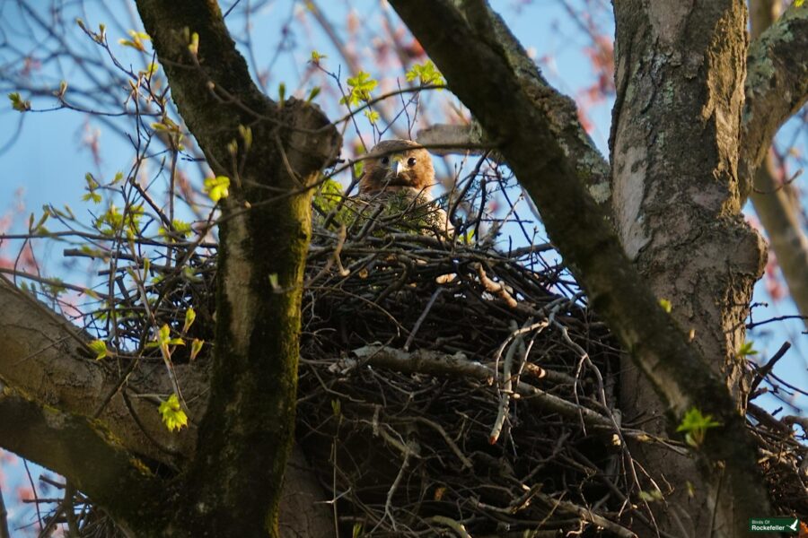 A bird peeks from its large nest built in the fork of a tree with budding branches.