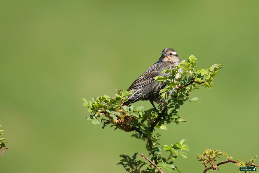 A bird sitting on a branch.