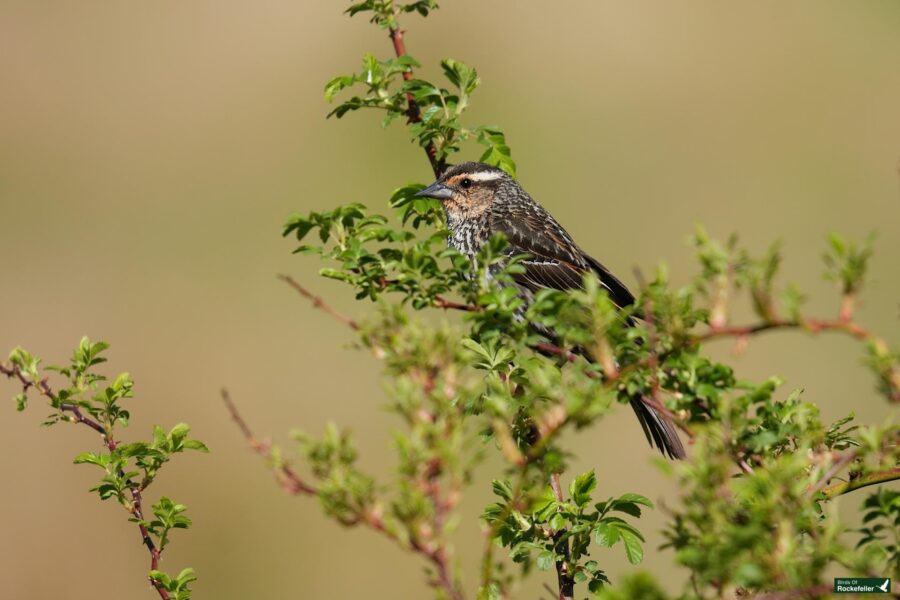 A female red-winged blackbird perched on a green shrub with a blurred background.