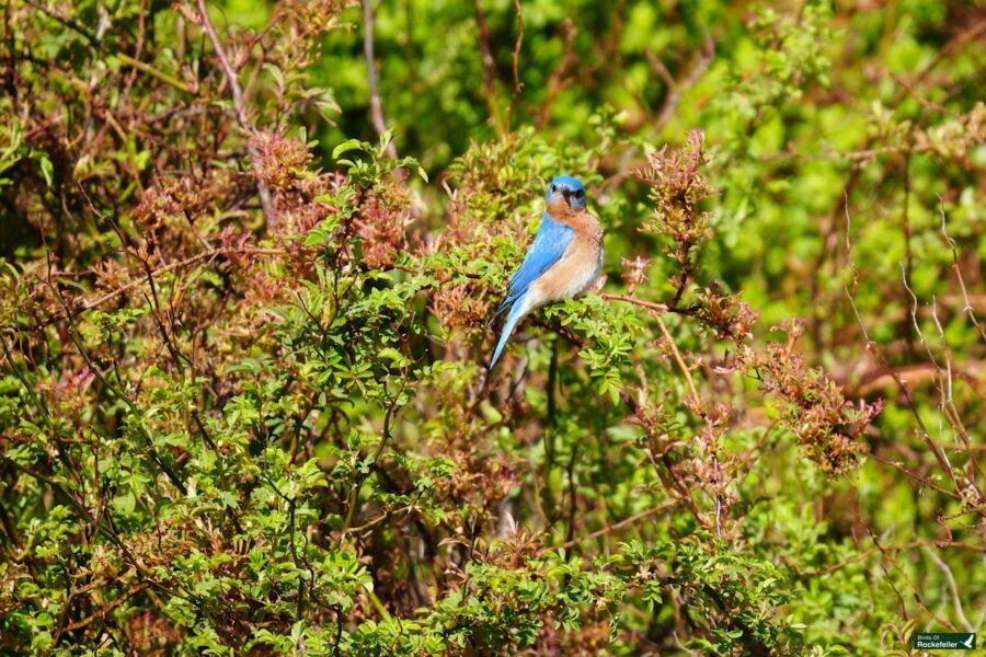 A vibrant eastern bluebird perched on a branch amid green and pink foliage, showcasing its bright blue and orange plumage.