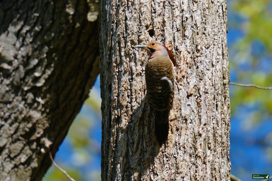 A northern flicker woodpecker perched in a tree crevice, against a backdrop of bright blue sky and green leaves.