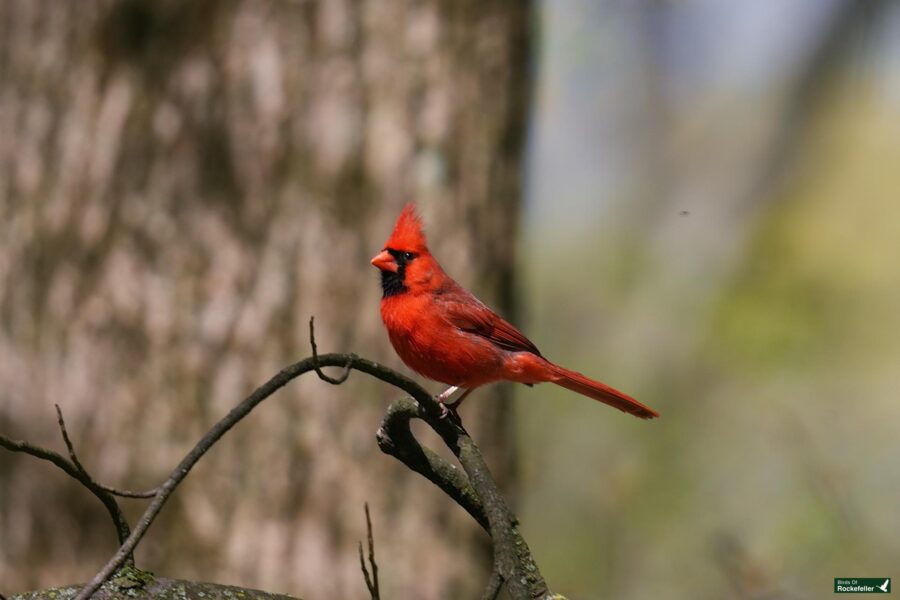 A vibrant red cardinal perched on a thin branch with blurred green and tree-bark background.