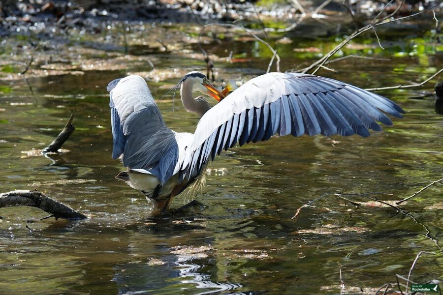 A great blue heron stands in shallow water, its wings raised and spread wide, about to catch a fish.