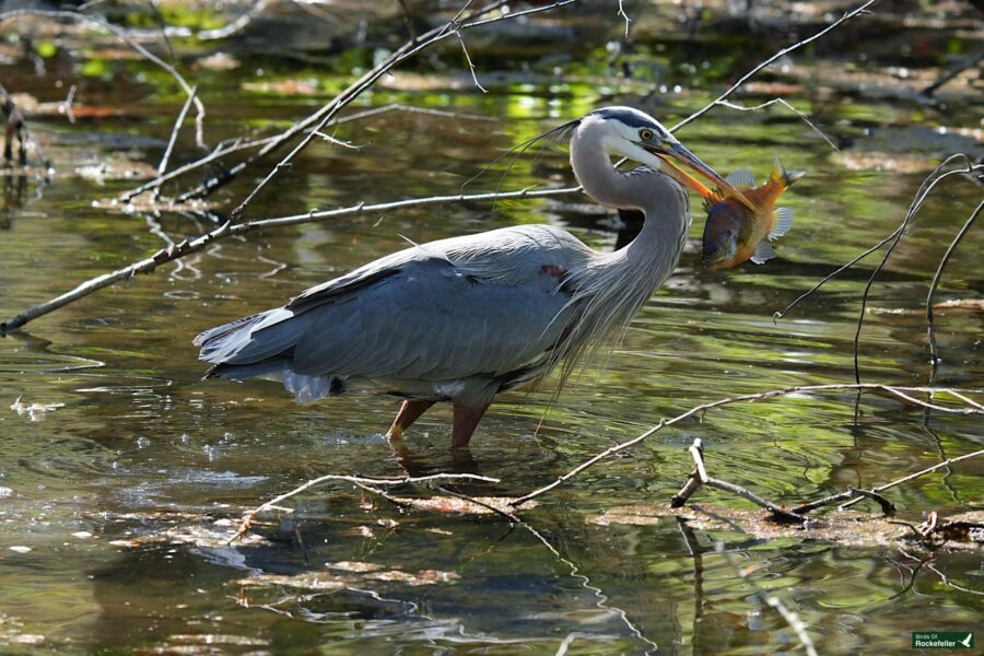 A great blue heron stands in shallow water, catching a fish in its beak, amidst sunlit foliage and branches.