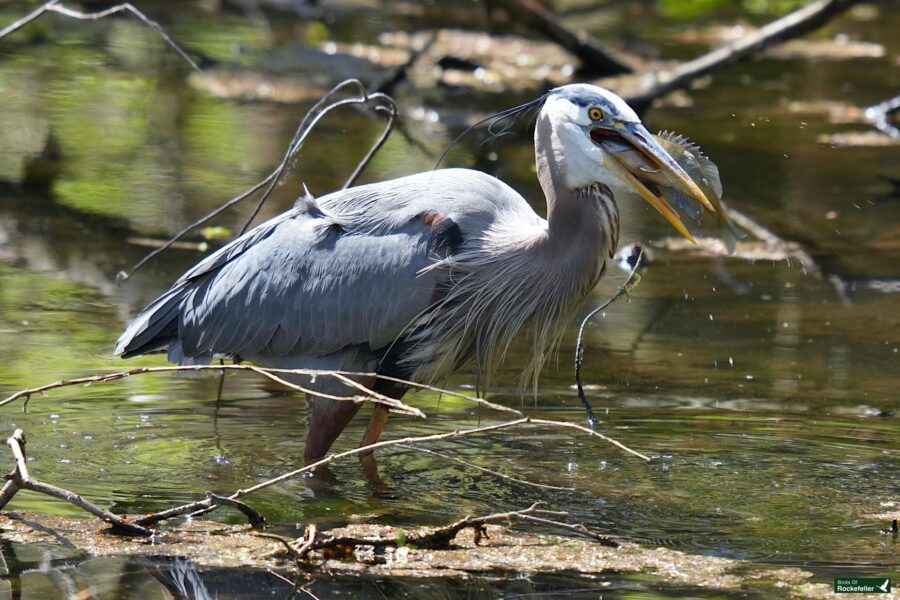 A great blue heron stands in a shallow pond among twigs, its feathers ruffled slightly, looking intently at the water.