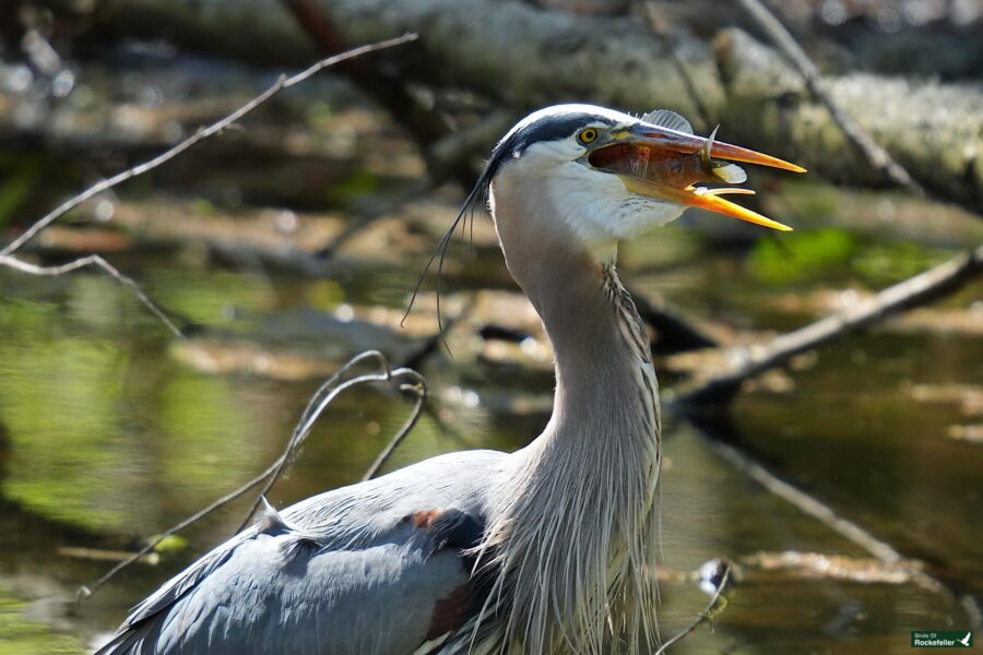 A great blue heron stands by water, holding a fish in its open beak.