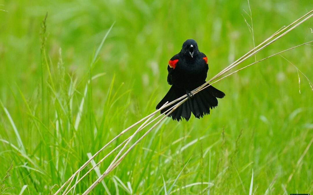 Frequently Asked Questions About the Red-Winged Blackbird