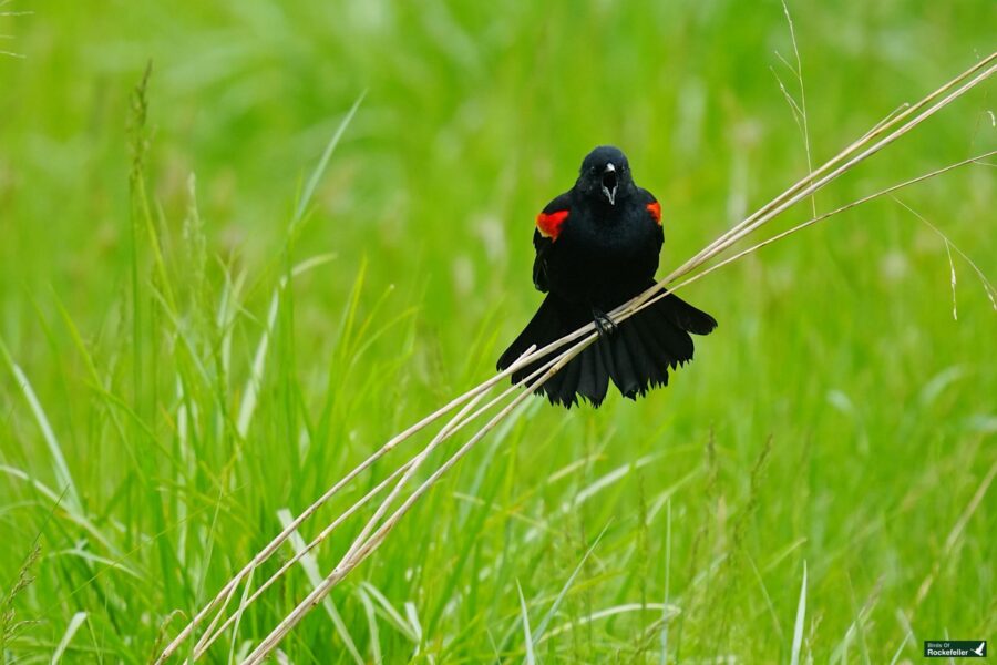 A red-winged blackbird displaying its feathers while perched on a reed in a green field.