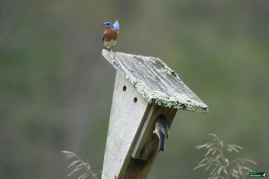 Two bluebirds perched on a weathered birdhouse surrounded by soft green foliage.