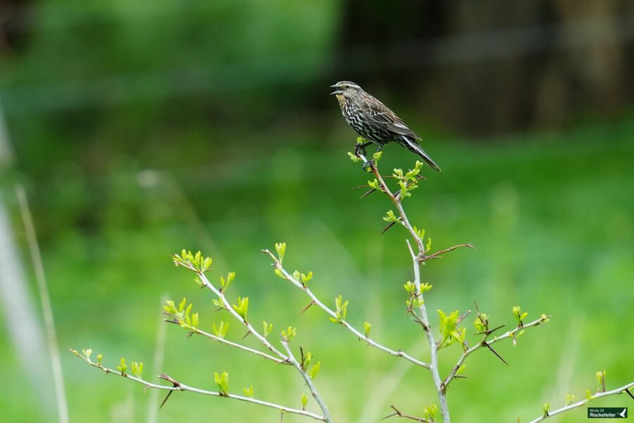 A bird perched on a budding branch with a blurred green background.