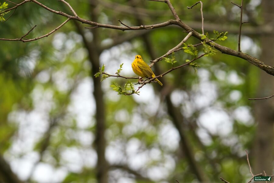 A yellow warbler perched on a thin branch amidst green foliage, with soft focus on the background.