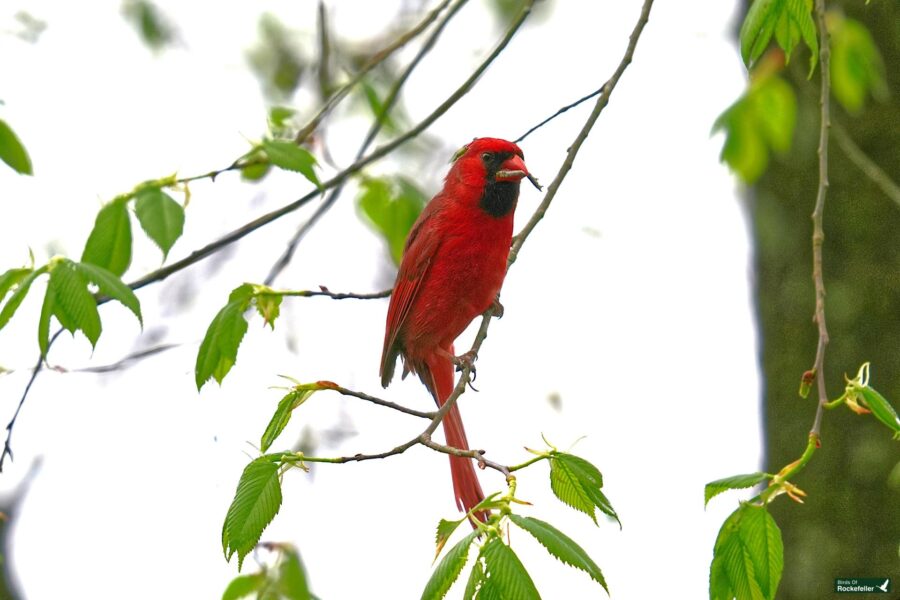 A vibrant red cardinal perched on a branch amid green leaves.