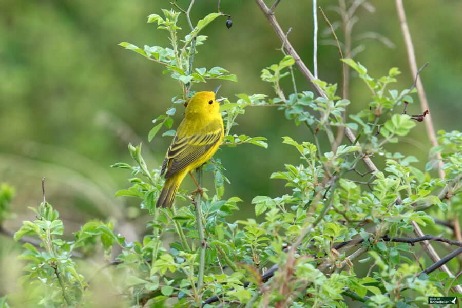A bright yellow warbler perched on a twig amid green foliage.