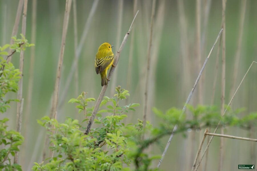 A yellow warbler perched on a thin branch among green foliage and vertical twigs, with a soft blurred green background.
