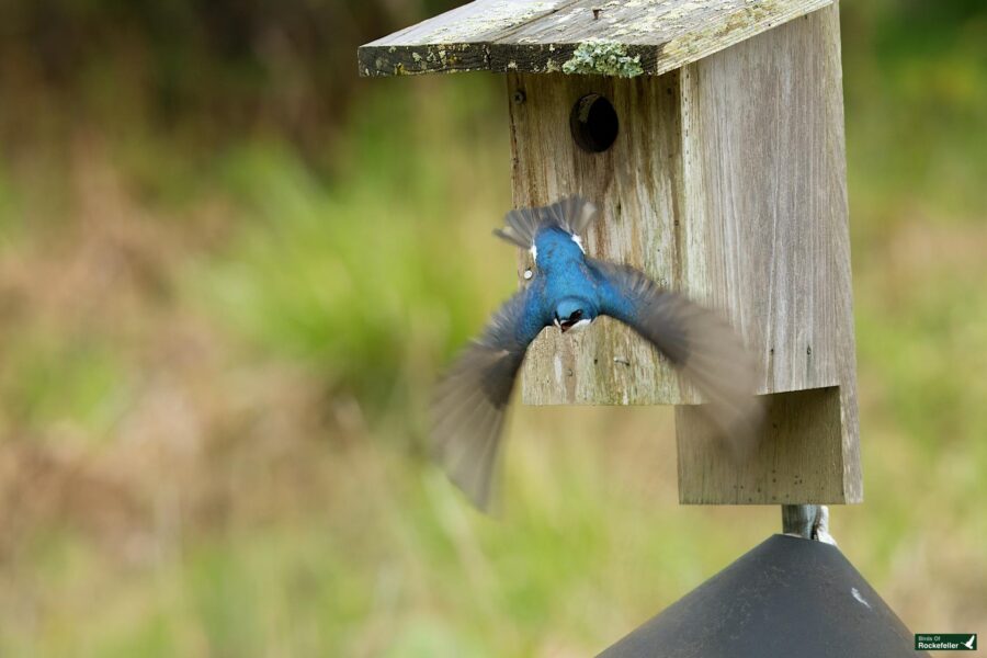 A bluebird flies out of a wooden birdhouse, its wings blurred in motion, against a blurred green and brown background.