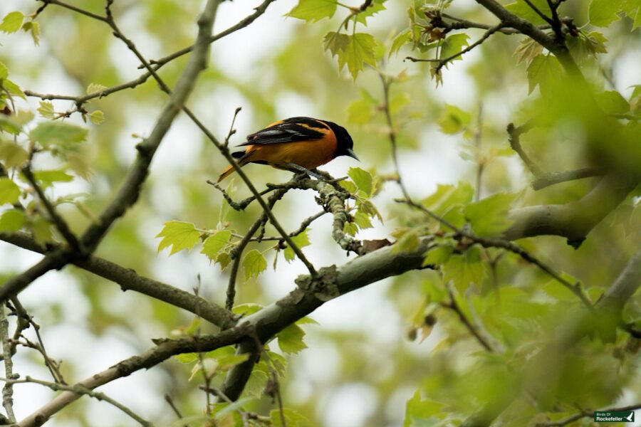 A baltimore oriole perches on a branch amid fresh green leaves, its black and orange plumage vibrant against the foliage.