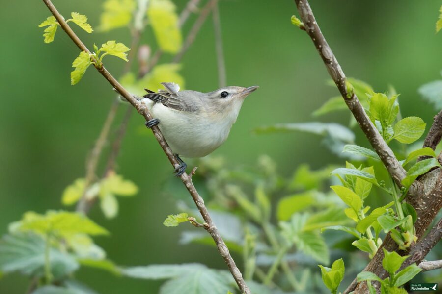 A small gray bird perched on a thin branch surrounded by vibrant green leaves.