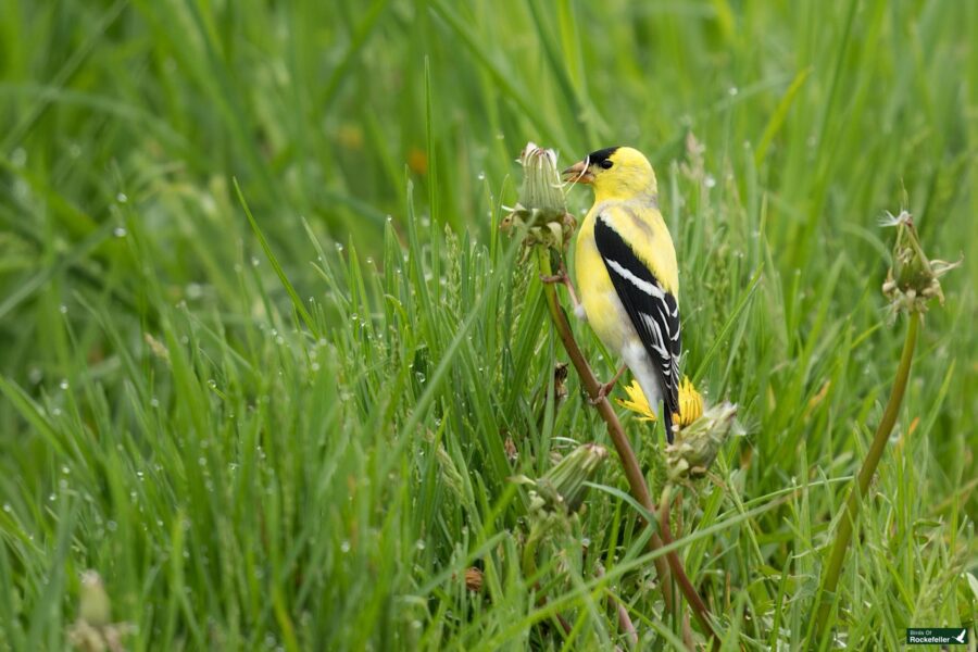 A yellow and black bird perched on grass stalks, holding a small white flower in its beak, surrounded by lush greenery.