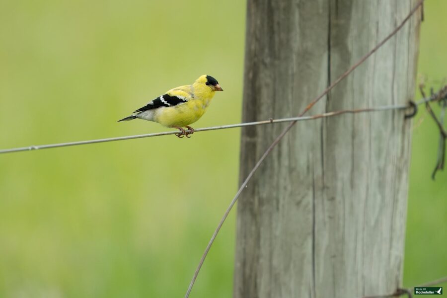 A yellow and black american goldfinch perched on a wire fence next to a wooden post, with a green blurred background.
