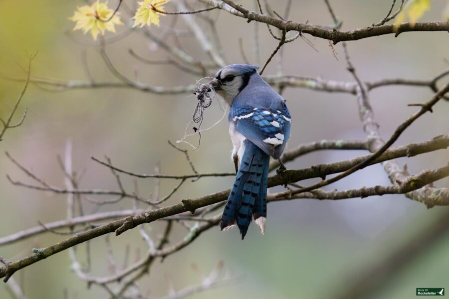 A blue jay perched on a branch, holding nesting materials in its beak, with blooming yellow flowers in the background.