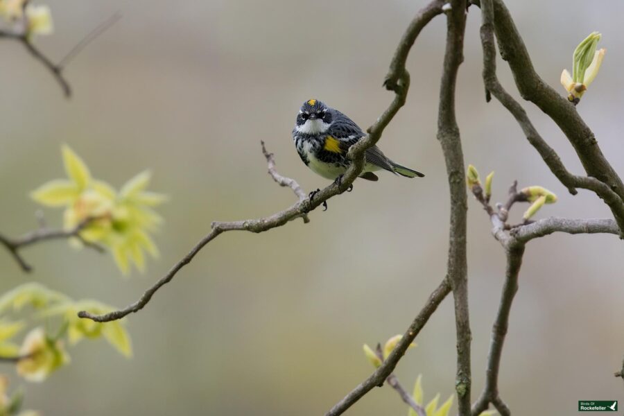 A yellow-rumped warbler perched on a branch with budding leaves against a soft-focused background.