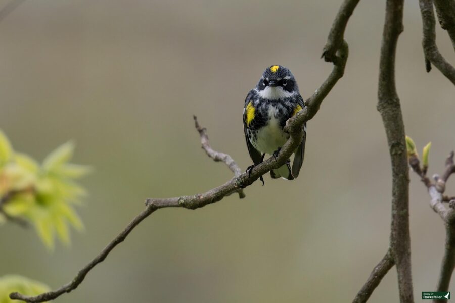 A yellow-throated warbler perched on a bare branch in a natural setting, with soft-focused green background.