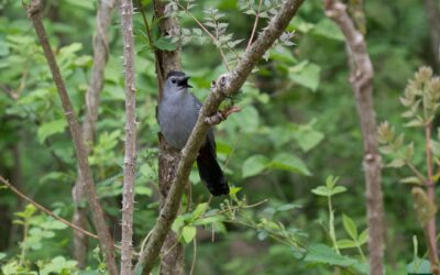 Gray Catbird – Rockefeller State Park Preserve