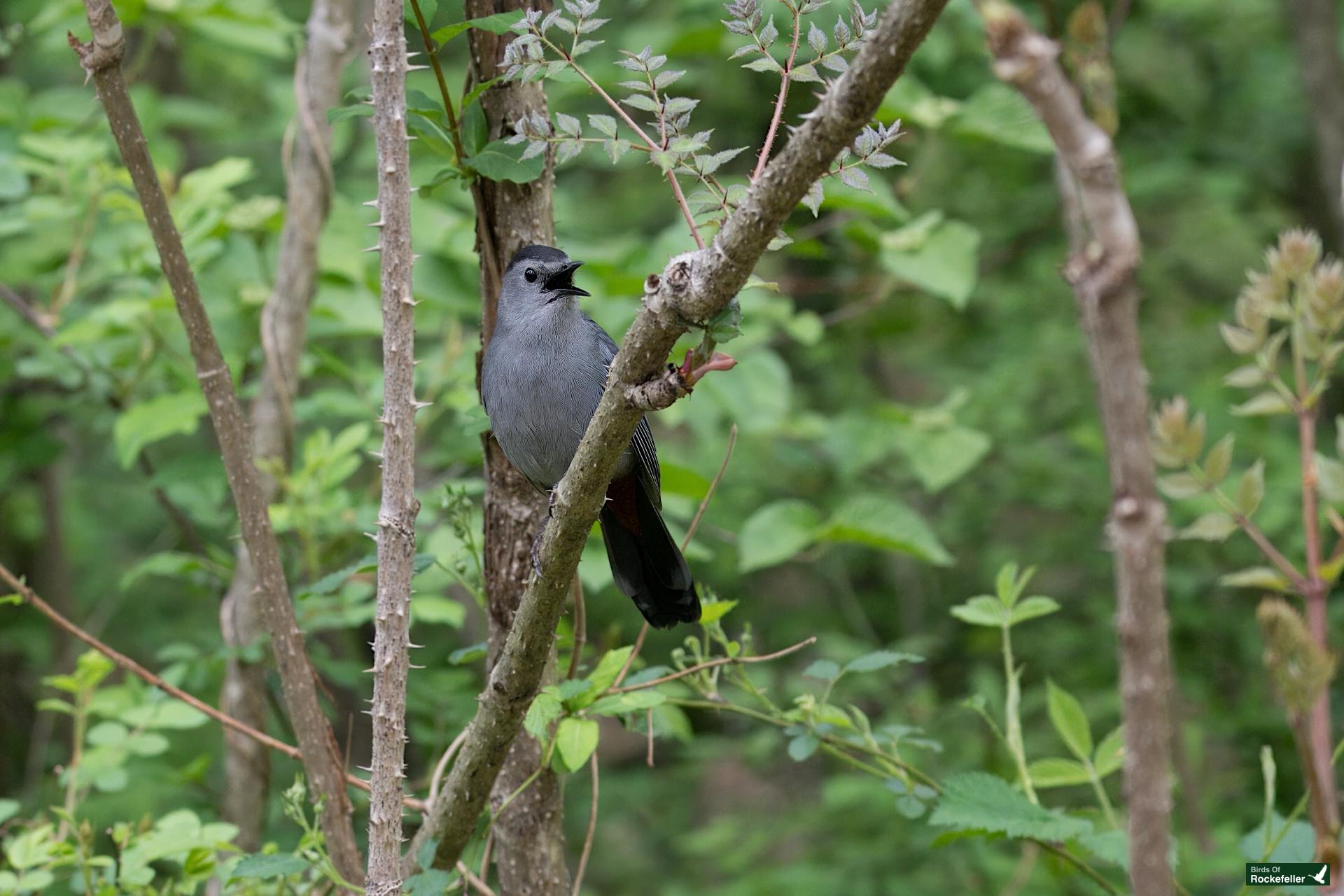 A gray catbird perched on a thin branch amidst green foliage in a forested area.