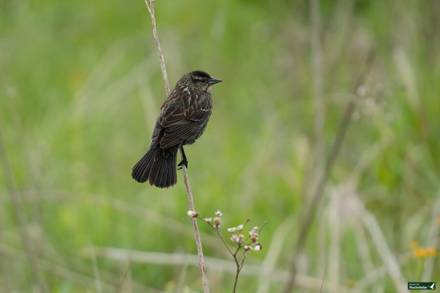 A female red-winged blackbird perched on a thin branch amid green foliage.