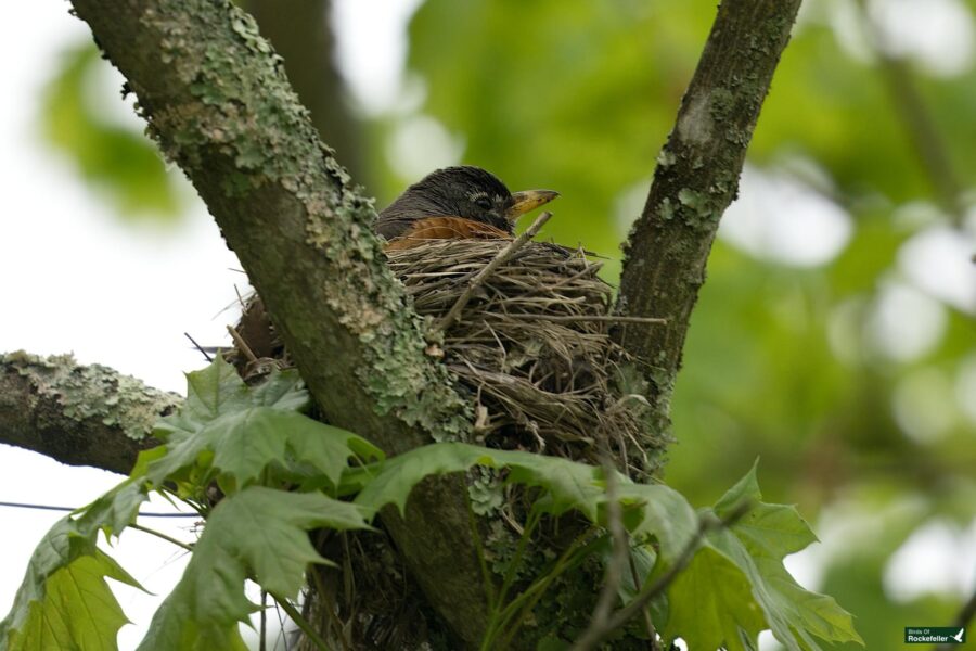 An american robin sitting in its nest among green leaves on a tree branch.