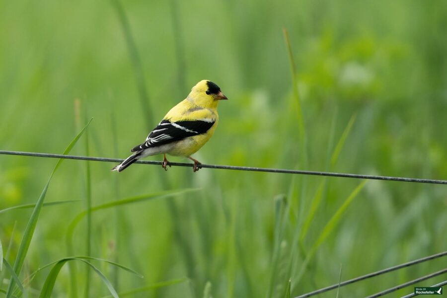 A vibrant yellow and black american goldfinch perched on a thin wire, with a lush green background of tall grasses.