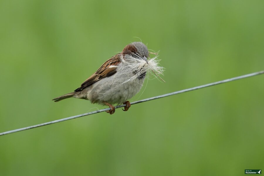 A small sparrow with grey and brown feathers holding white fluff in its beak, perched on a thin wire against a blurred green background.