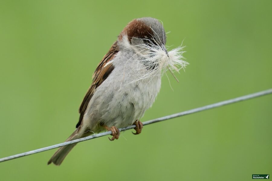 A sparrow holding a feather in its beak while perched on a wire, with a smooth green background.